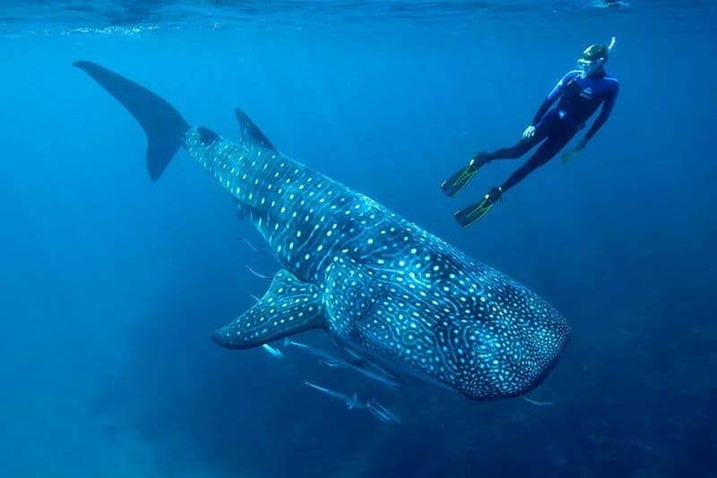 Nage avec les requins baleines et visite de la plage d'Isla Mujeres