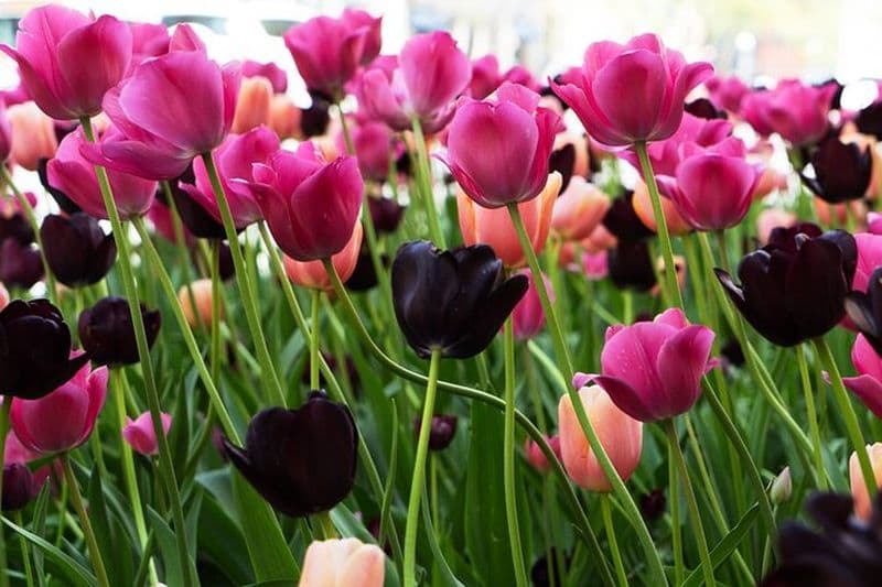 Billet Magnifique visite de Chicago de 2 heures avec photos et pop-corn