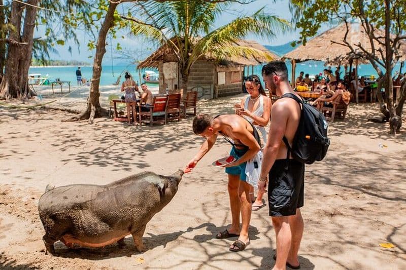 Pig Island Snorkeling & Sightseeing Tour en hors-bord depuis Koh Samui