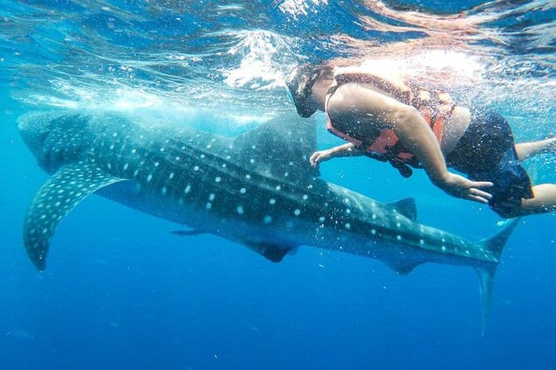 Billet Aventure avec les requins baleines à Isla Mujeres et Cancun