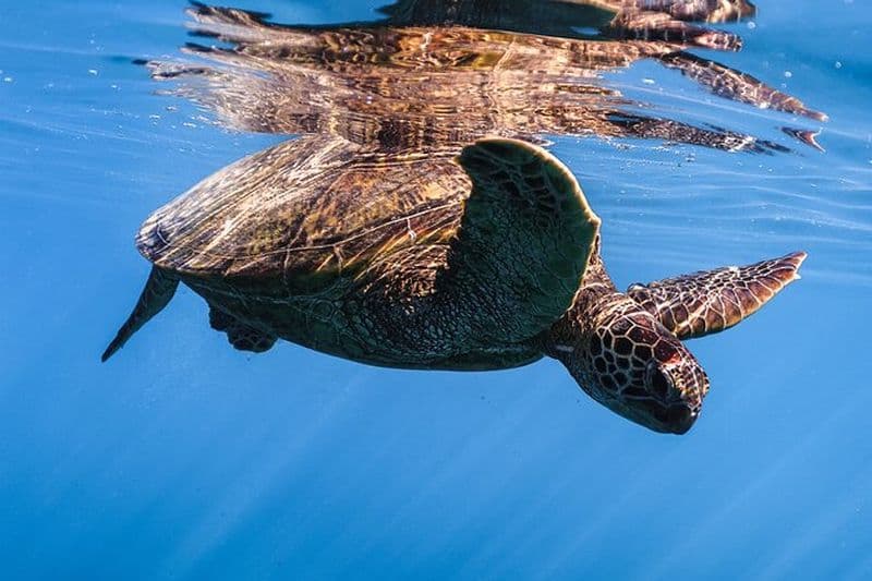 Billet Turtle Canyon Snorkel de Waikiki: Tortues garanties