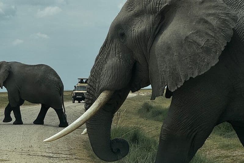 Visite privée de 3 jours à Maasai Mara avec Lodge Luxury en Jeep