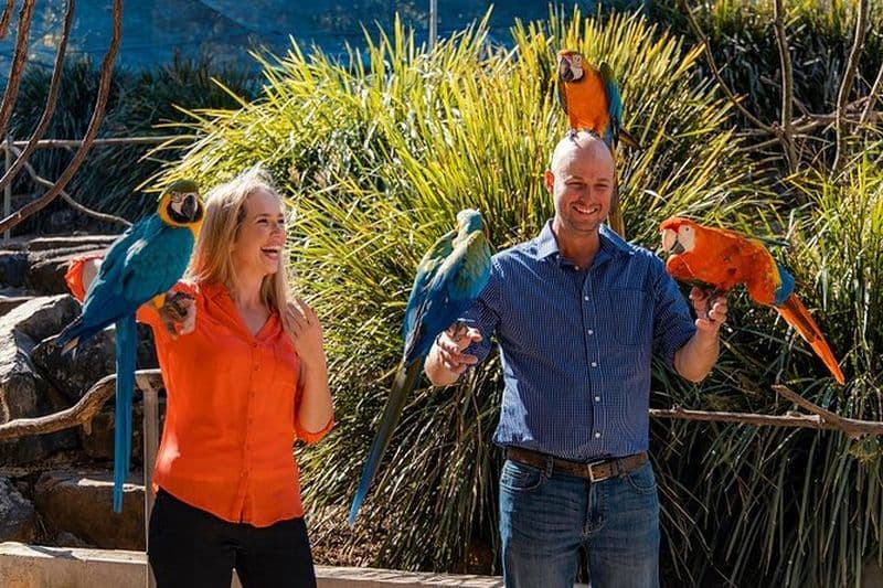 Billet Billet pour une expérience de volière d'oiseaux aux jardins botaniques de Maleny