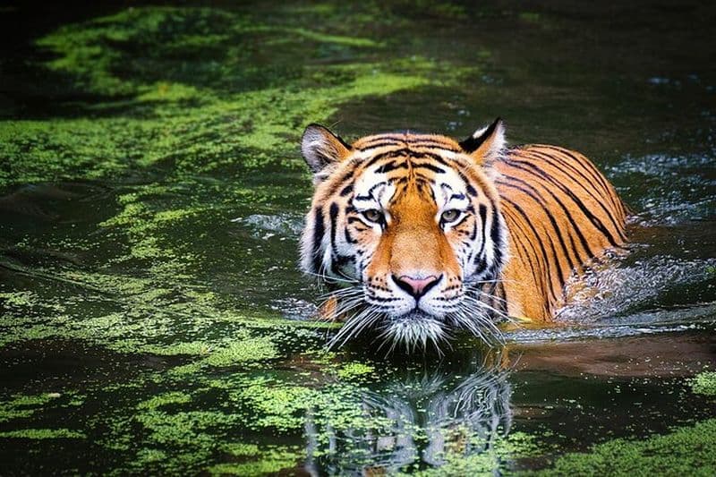 Safari en tigre de Ranthambore de 4 jours à Agra et Jaipur au départ de Delhi
