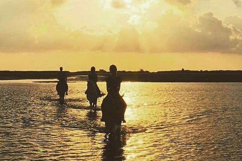 Balade découverte à cheval ou à dos de dromadaire 2h30