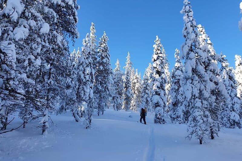 Billet Aventure de ski guidée en journée : explorez les sentiers privés de Rovaniemi