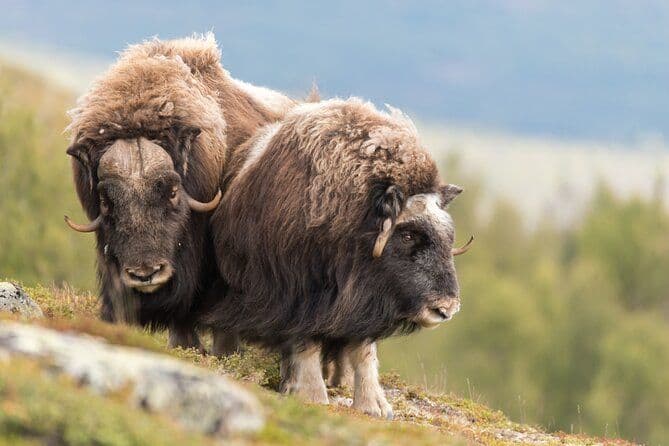 Safari au boeuf musqué dans le parc national de Dovrefjell depuis Oppdal