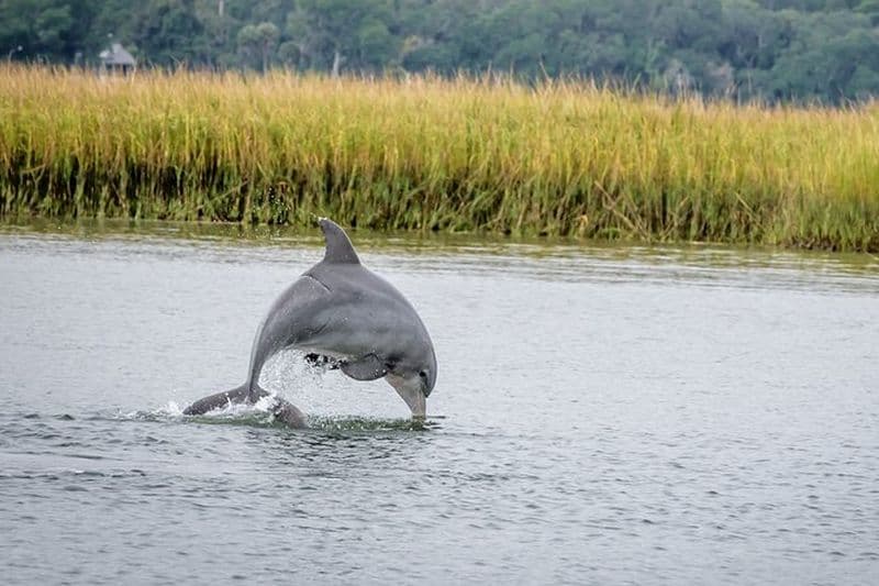 Billet Visite écologique des dauphins de 2 heures