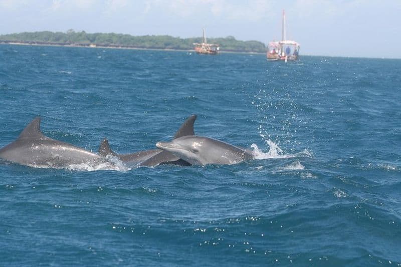 Excursion d'une journée aux dauphins de Wasini