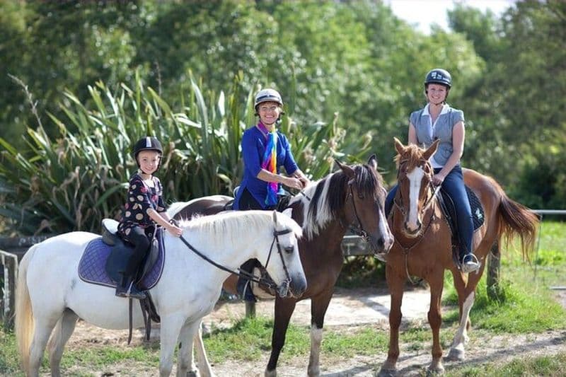 Billet Visite privée de l'art et de l'équitation de Matakana au départ d'Auckland