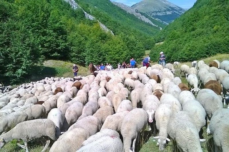 Une journée avec le berger traire des moutons et faire du fromage dans le parc national des Abruzzes
