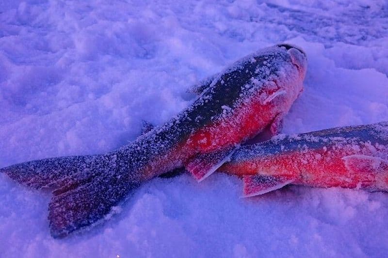 Expérimentez la pêche sur glace et la chasse à l'omble chevalier