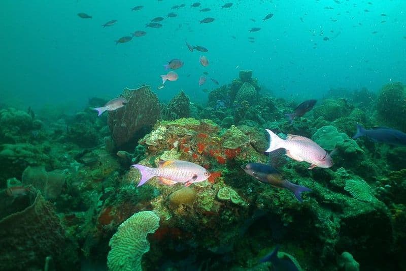 Excursion de plongée à Sainte Lucie pour plongeurs débutants