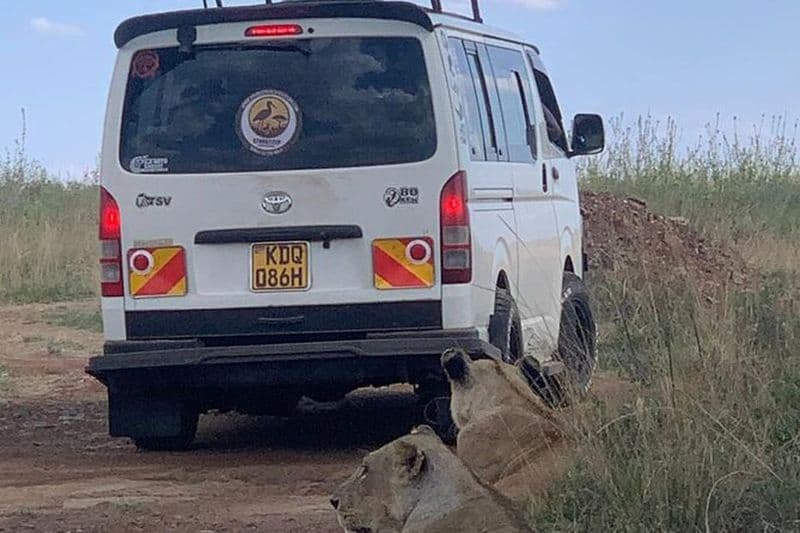 Billet Visite guidée d'une demi-journée dans le parc national de Nairobi avec véhicule 4x4