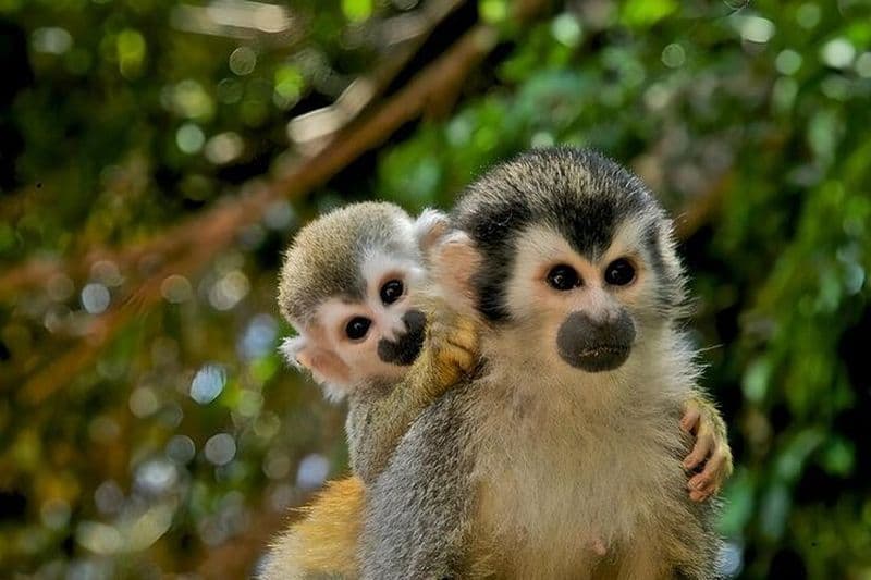 Aventure guidée dans la jungle avec croisière au lac Gatun