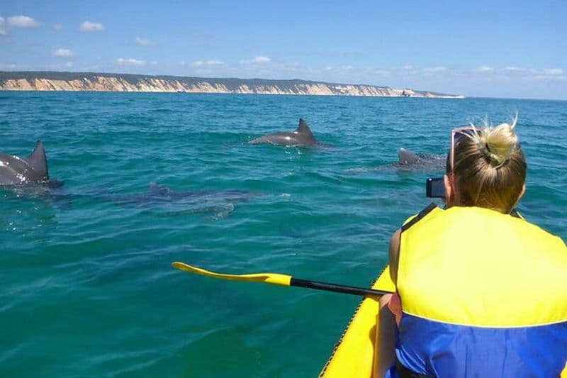 Billet Kayak épique avec dauphins et faune - 4WD Beach Adventure Noosa