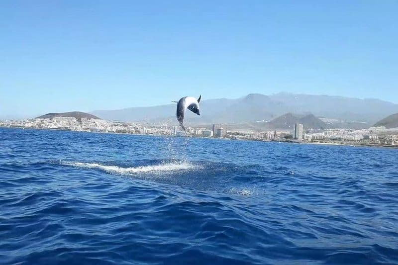 Billet Tenerife by Kayak Adventure en petit groupe
