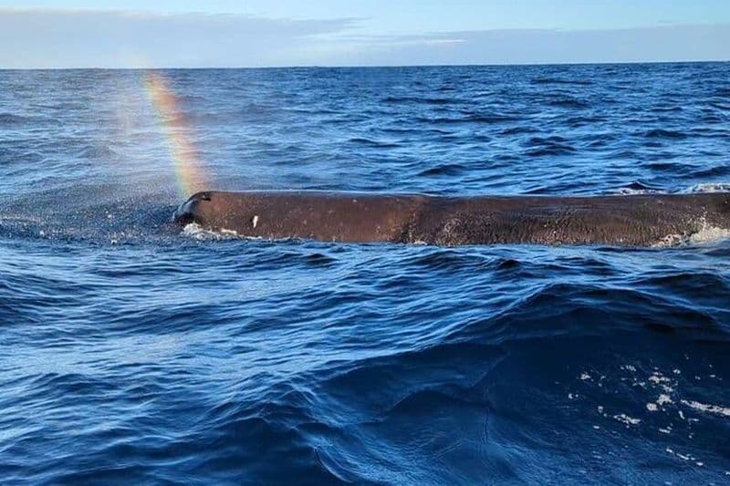 Whale Dream ltd - Observation et nage des baleines avec les dauphins