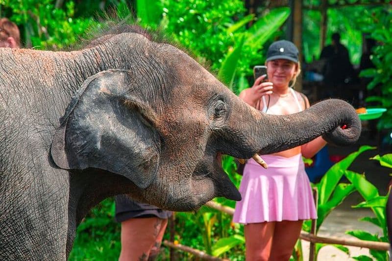 Billet 6 heures de soins aux éléphants et de visite de la jungle en 4x4 à Koh Samui