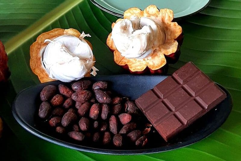 Billet A la découverte du cacao mauricien !