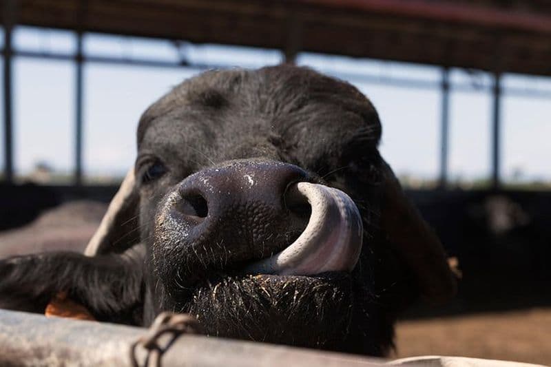 Visite de la ferme Bufale and Dairy avec dégustation de fromages