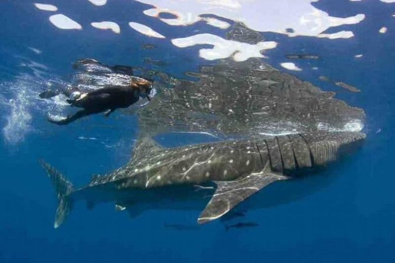 Billet Nagez avec les requins baleines d'Isla Mujeres et Cancun