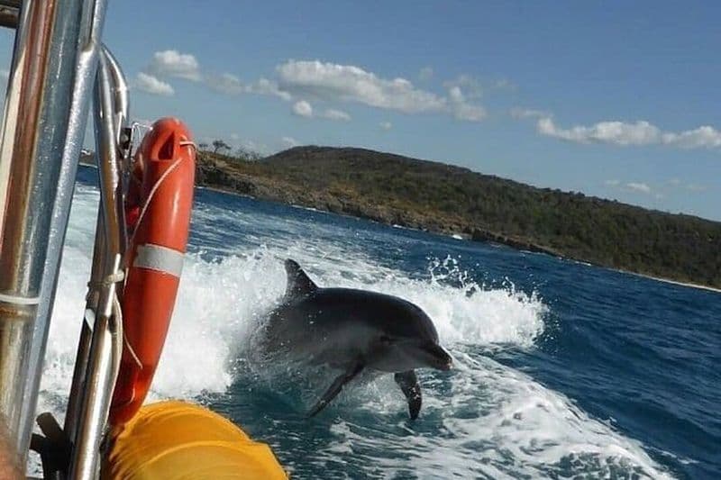 Billet Noosa ocean adventure & Dolphin safari.