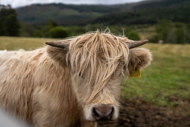 Randonnée Highland Cow à Édimbourg