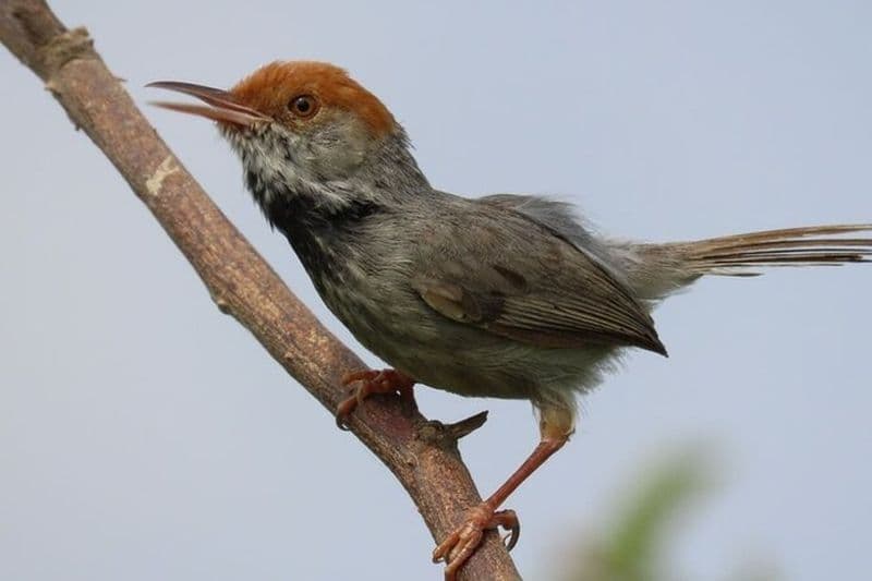 Billet Expérience d'observation des oiseaux à Phnom Penh et brunch