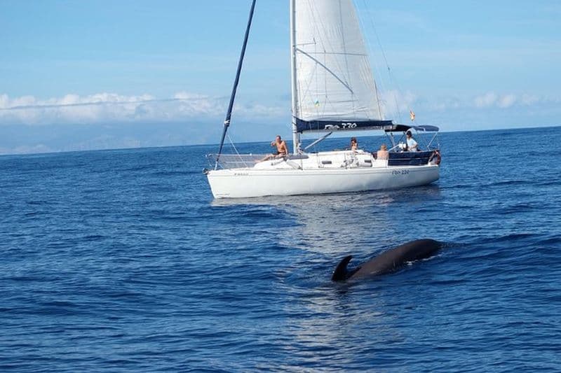 Croisière d'observation des baleines et des dauphins avec boissons, collations et baignade