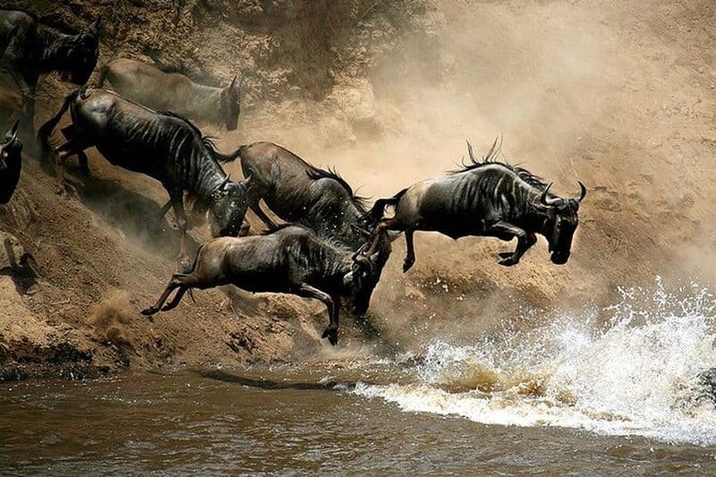 4 jours de safari de groupe Masai Mara et Lac Nakuru en croisière