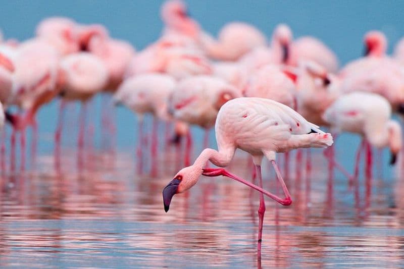 Observation des oiseaux dans les salines Maria Stella de Trapani