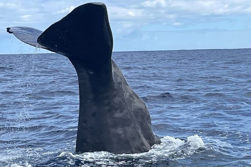 Observation de baleines et safari privé en mer à l'île Maurice