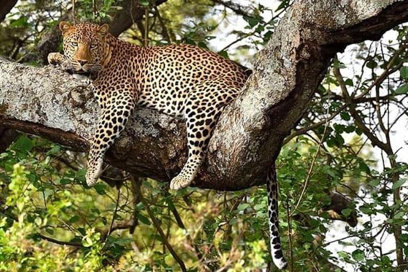 Billet Parc de Nairobi, oiseaux steamark, centre Girraffe et bomas