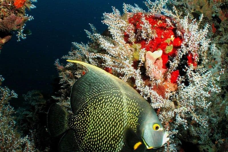 St Lucia Certified plongée sous-marine