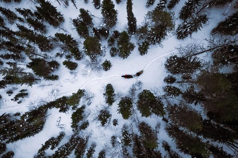Balade à cheval dans la forêt finlandaise au départ de Rovaniemi