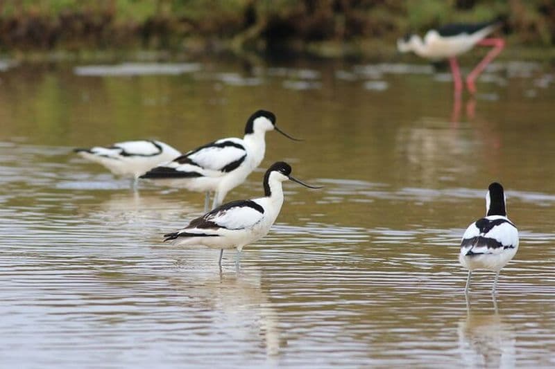 Visite privée d'observation des oiseaux dans la fascinante lagune de Salgados