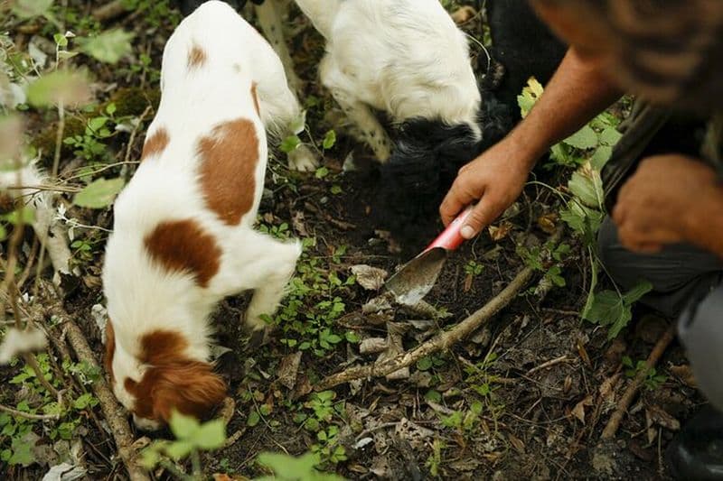 Billet Chasse aux truffes et dégustation de fromages, truffes et vins près d'Alba