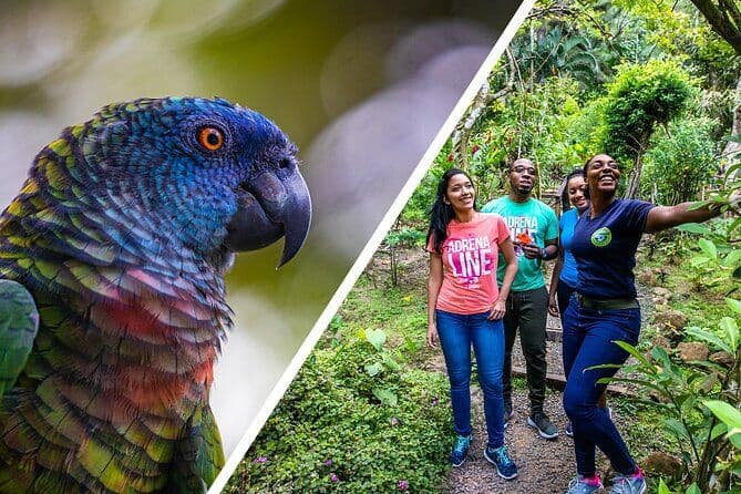 Billet Randonnée sur le sentier St Lucia Jacquot à Rainforest Adventures