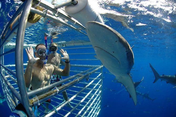 Plongée en cage à requins sur la Côte-Nord d’Oahu