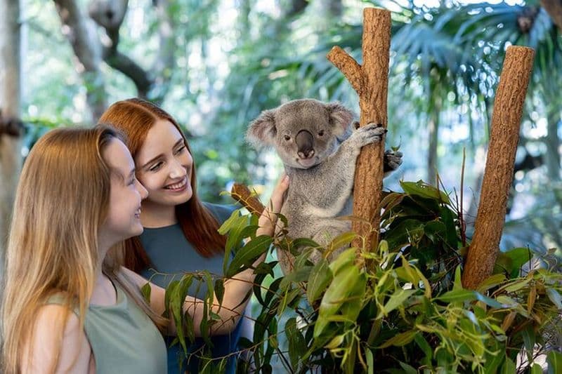 Billet Pass journalier pour le Lone Pine Koala Sanctuary