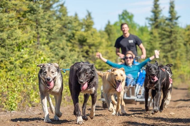 Promenade en chiens de traîneau et route panoramique depuis Anchorage