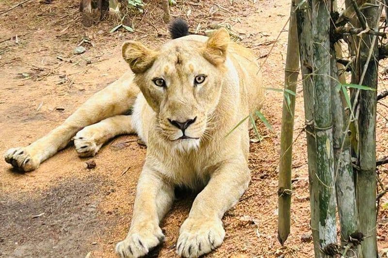 Billet Explorez le côté sauvage de Bangalore – un safari Bannerghatta mémorable !