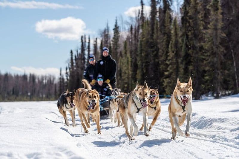 Billet Aventure en traîneau à chiens à Willow, Alaska
