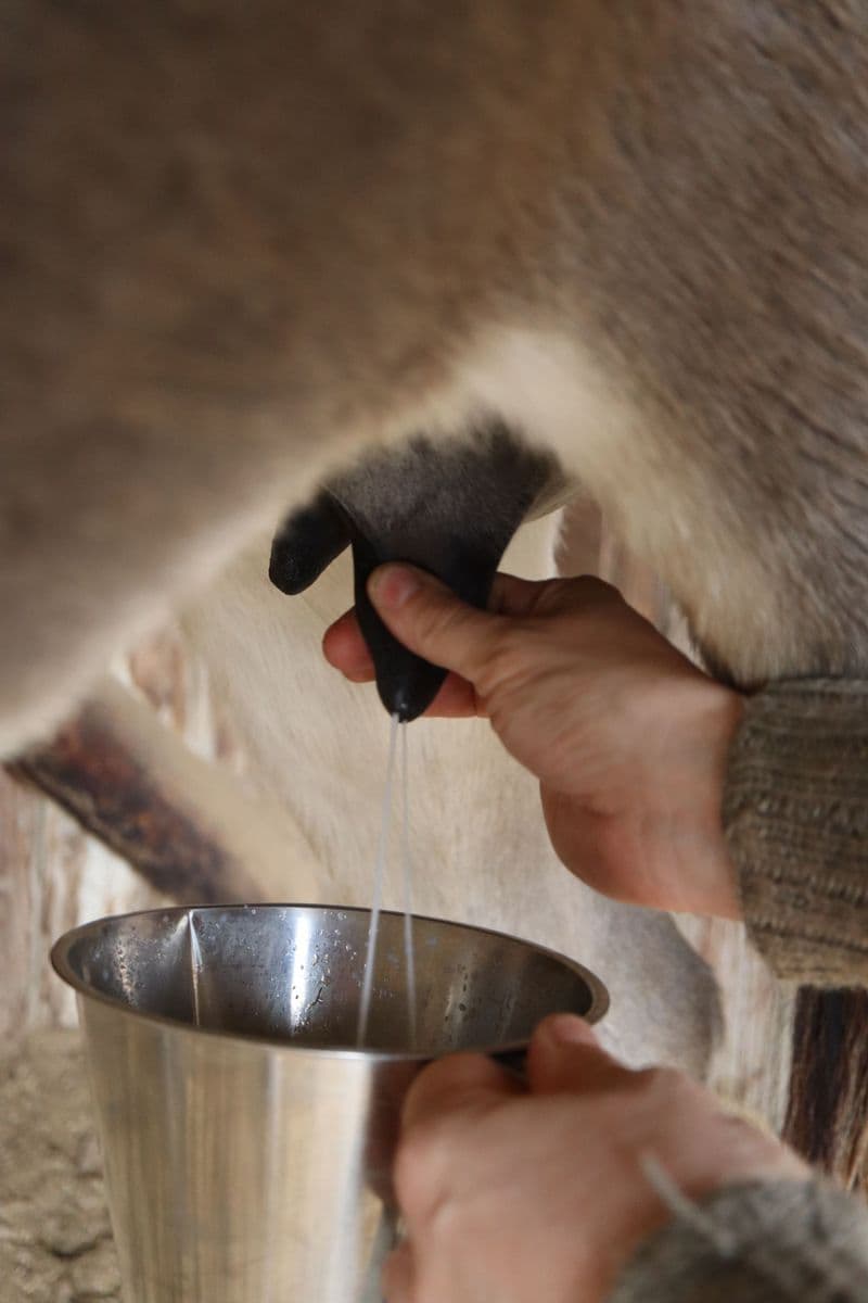 Billet Fabriquez vos savons au lait d'ânesse